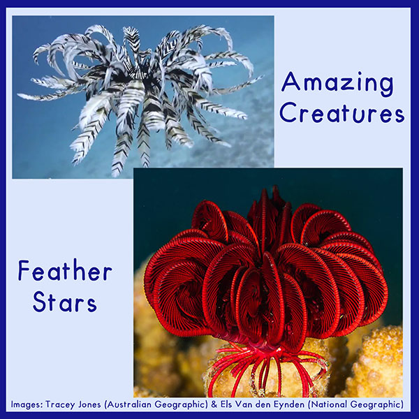 Feather Stars are the closest thing alive to walking plants! Their bodies are so small that they are difficult to see.