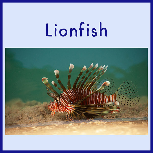 I love Lionfish. We were really lucky to see one swimming next to Gratis when we were visiting the island of Rodrigues.